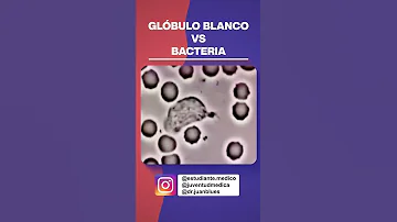 ¿Qué glóbulos blancos se elevan en las infecciones bacterianas?