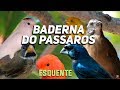 ESQUENTE SUA AVE - BADERNA PÁSSAROS  - CANTO COM CACHOEIRA