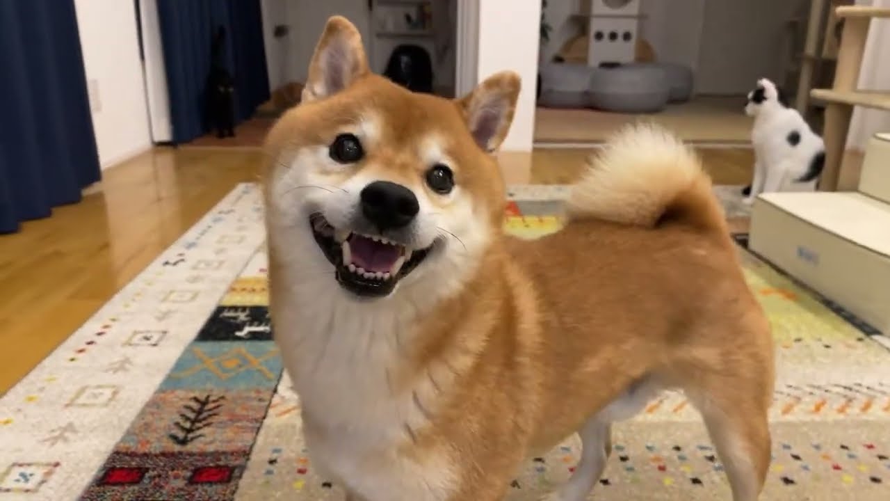 September 26th: Shiba Inu Hachi's Birthday Gift Consultation - YouTube