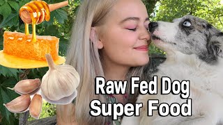 Dog Supplements for a Raw Diet by Happy Tails 2,374 views 2 years ago 10 minutes, 14 seconds