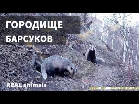 Барсук. Городище или НОРА барсуков. Часть 1 / REAL animals