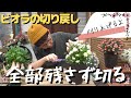 ビオラを残さず切り戻し【園芸】@Kahmen-Gardening