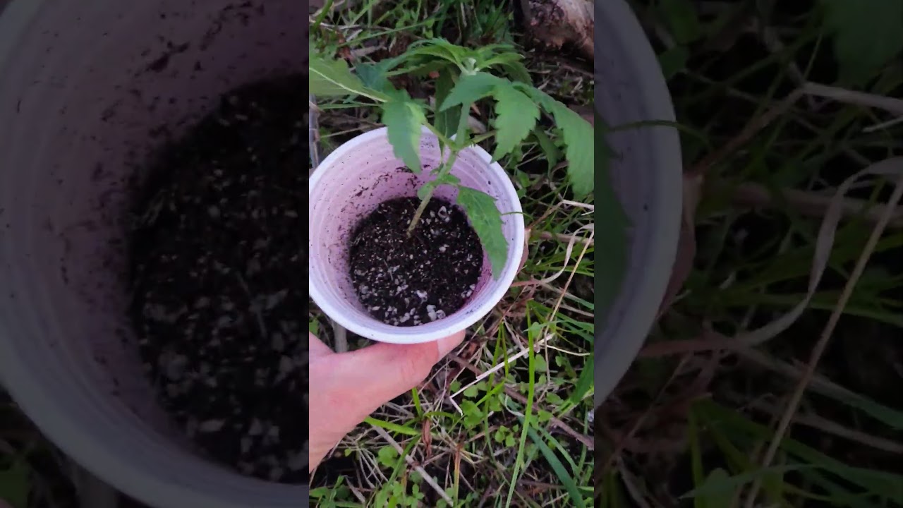 10 Мая Пересадка фотиков в Аут. Как все начиналось.