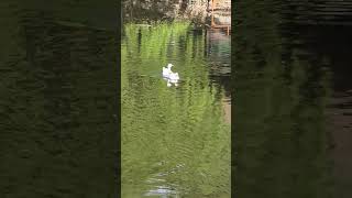 Explore Norway 🇳🇴 😍 | Incredible Nature &amp; Scenic Views 🌄#nature #birds