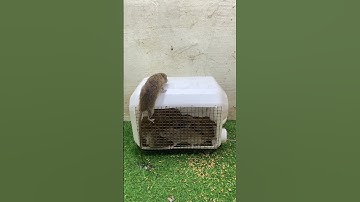 DIY mouse trap P2 #mousetrap #rattrap #shorts #short