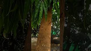 may vilog Short video editing and hindi song saam bhi khob hi #2026shorts #veril #youtubeshorts