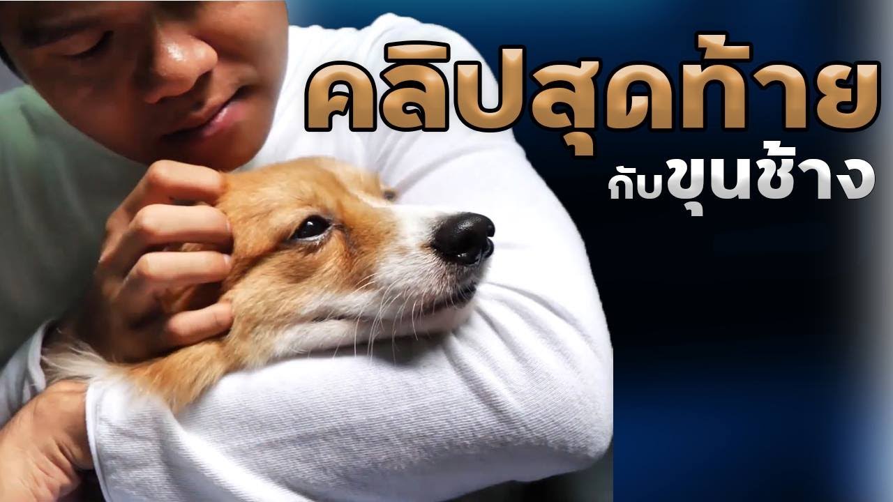 คลิปสุดท้ายของขุนช้าง พี่บี้น้ำตาซึม
