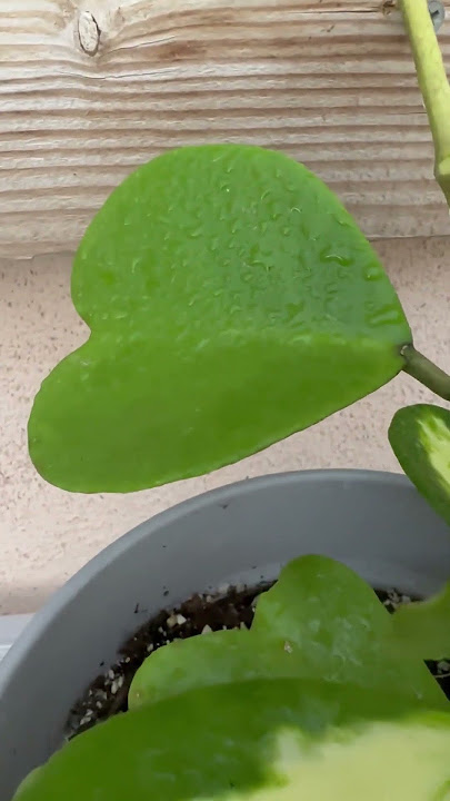 Hoya Kerri Reverse