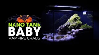 Nano Paludarium Build for Baby Vampire Crabs | Baby Vampire Crab tank setup guide.