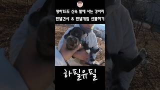 영하15도 산속 밭에 사는 강아지 판넬견사 & 판넬개집 선물하기 1탄