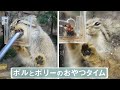 【マヌルネコ】ボルとポリーのおやつタイム Feeding Time with Pallas's Cats, Bol and Polly