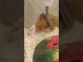 幸せなハムスター#ハムスター #動物 #ペット