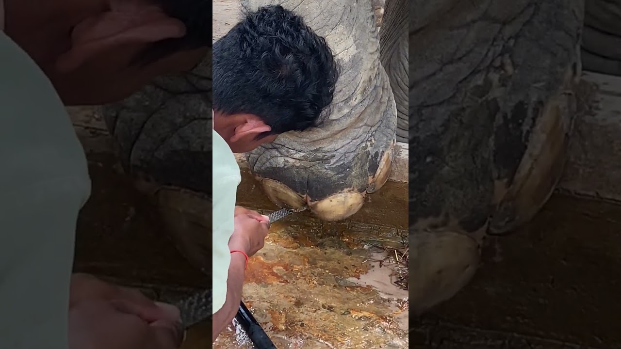 Once Broken Now Strong Elephants Walk Again With Healthy Feet