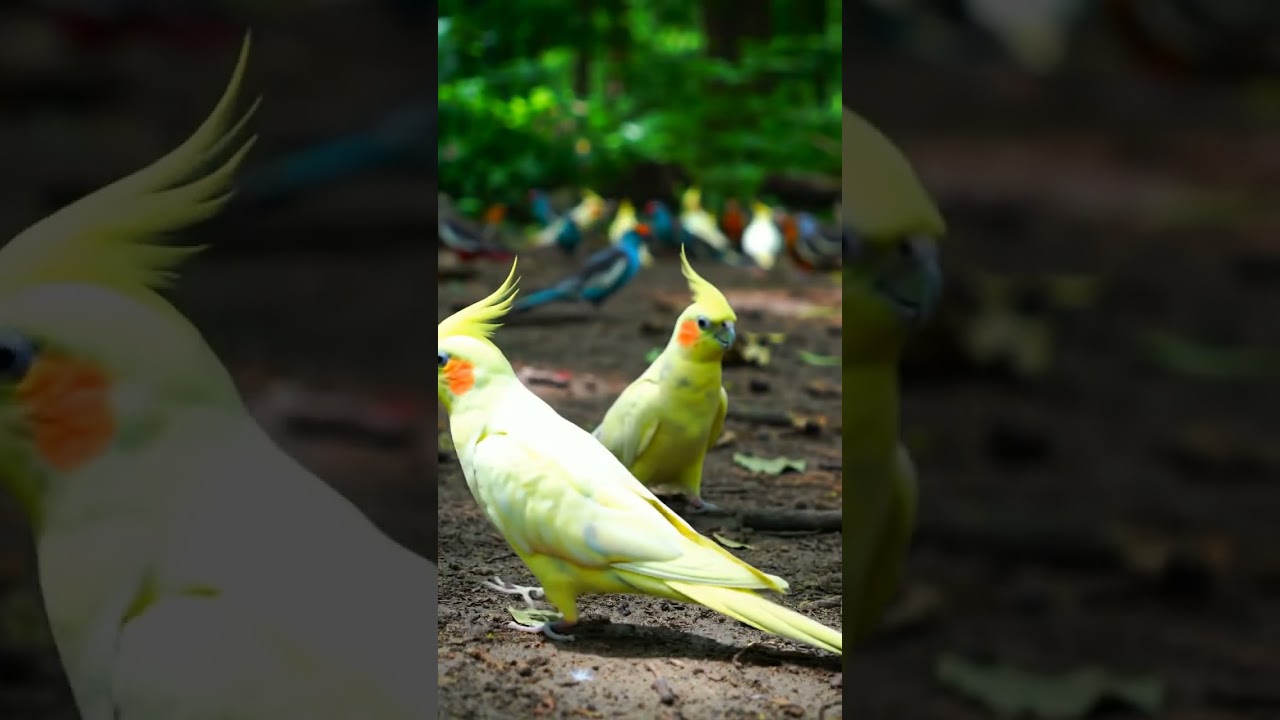 Lovely Pair🥰🥰 #song #bollywood #birds #talkingparot #lovebirds #viral #viralvideo #video #highlights
