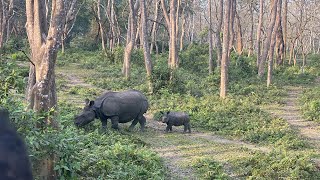 Up Close with Rhinoceros: A majestic encounter