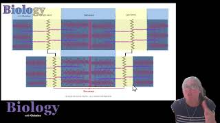 OCR A A-level Biology Paper 1 exam preparation