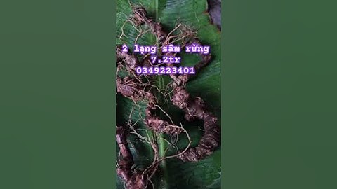 Lô sâm rừng ngon #sâm_ngọc_linh_rừng #sâm_lai_châu_rừng #sâm_ngọc_linh_rừng