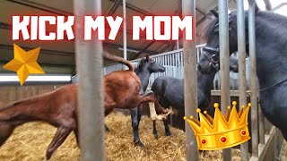 Kick my mom. Rising Star⭐ kicks his mother QueenUniek! And much more | Friesian Horses