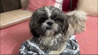 Coco’s Reaction to Weird sounds 🐶🤪 #shihtzu gone crazy 😁 #funny #sounds #dog #doglover #dogs #animal