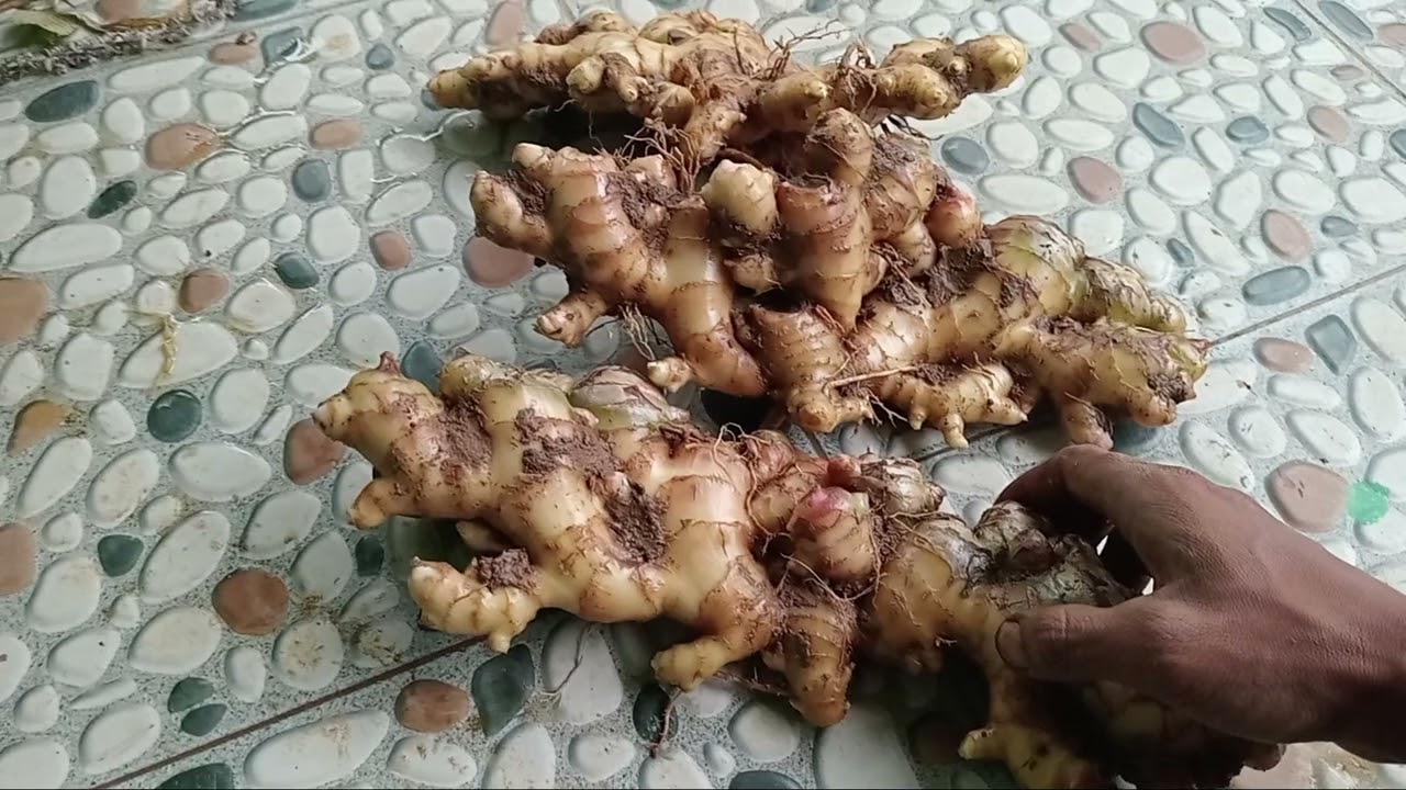 Pemilihan Jahe gajah untuk bibit