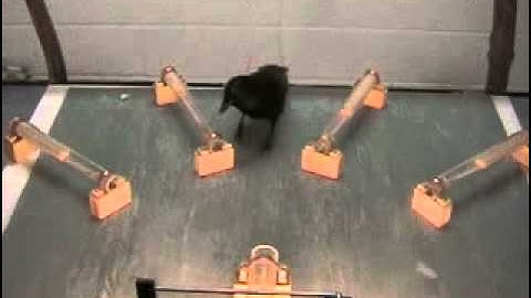 Clever Crows Use Tools in New Way Video S2