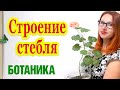 Строение стебля: внешнее и внутреннее.