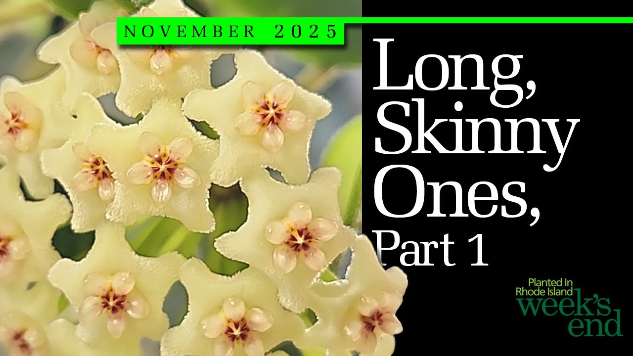 ДЛИННЫЕ, ТОЩИЕ, ЧАСТЬ 1 | Hoya linearis, Hoya retusa, Hoya insularis, Dischidia Parasita и другие