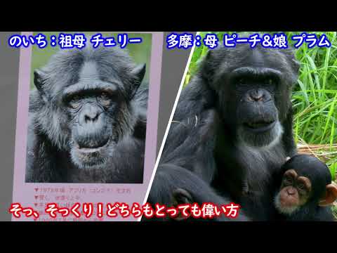 多摩のプラムのおばあちゃん チェリー様 のいち動物公園 チンパンジー Youtube 多摩のプラムのおばあちゃん チェリー様 のいち動物公園 チンパンジー Youtube