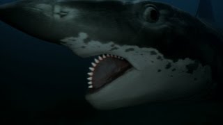 Hunting Down an Ancient 'Buzzsaw Killer': The Helicoprion
