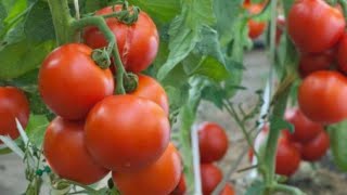 زراعة الطماطم بطريقتين من ثمرة طماطم عاديه والحصول على ثمار كثيره من حديقة منزلي
