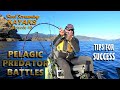 Camping, kayak fishing and yellowtail kingfish madness  - RSK Ep 40