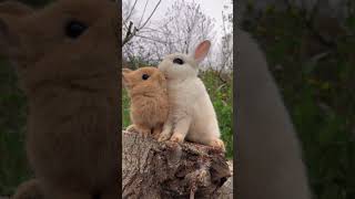 Cute Rabbit ?| Beautiful bunny moments shorts bunny viral