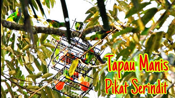 Memikat Serindit || Tapau Dada Merah / Test Jebak Baru Siap #pikatserindit #takkumpau