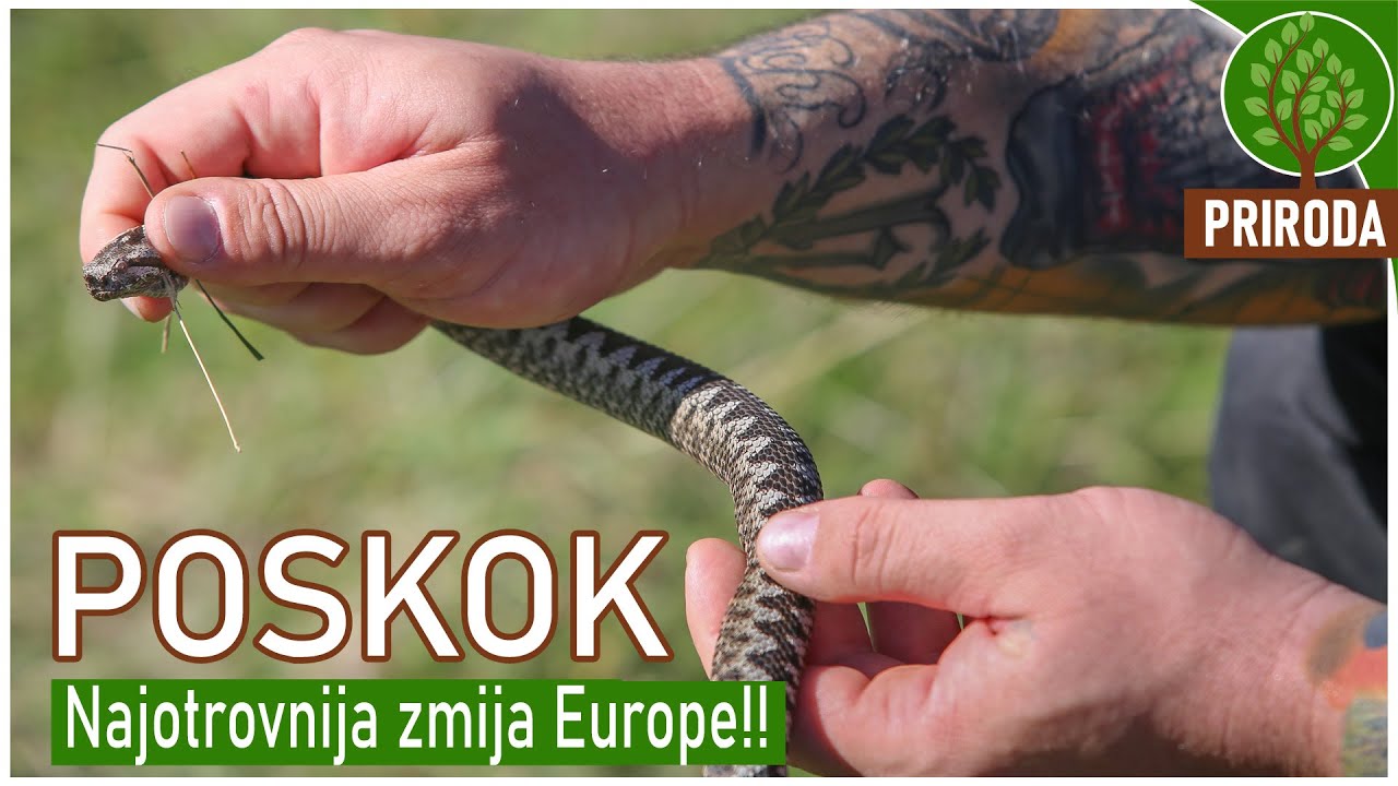 POSKOK  najopasnija zmija Europe   kako je prepoznati