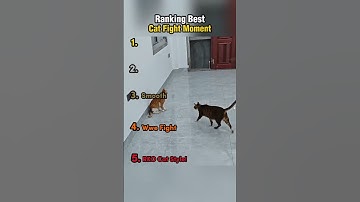 Thumbnail of Ranking Best Cat Fight Moment