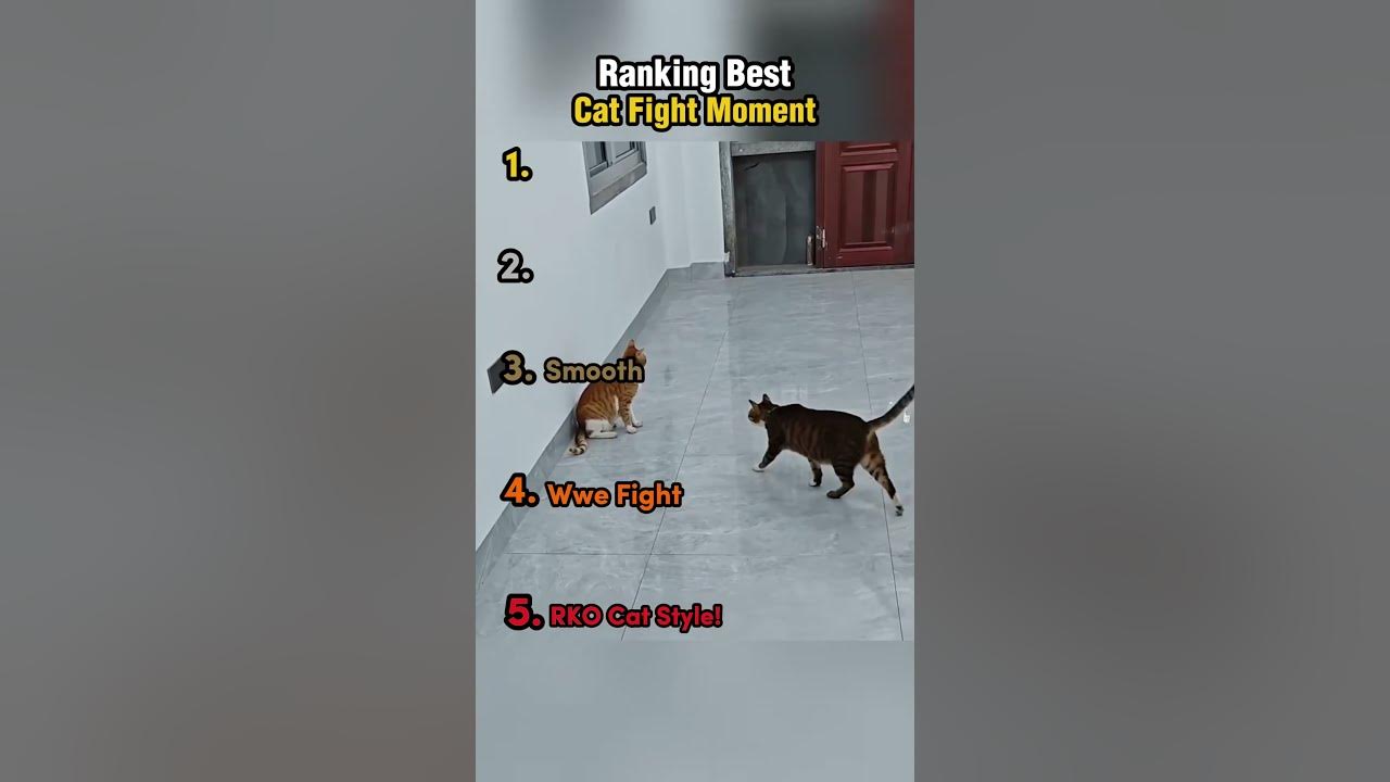 Ranking Best Cat Fight Moment