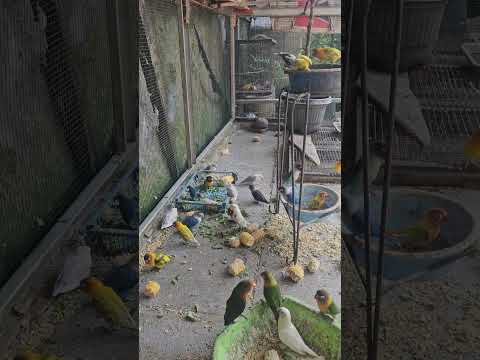 Aviary Lovebird #aviarymini #lovebirds #shortvideo