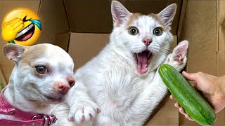 When God sends you funny dogs and cats  Funniest cat ever #5