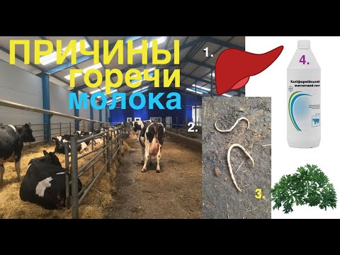 ПОЧЕМУ У КОРОВЫ ИЛИ КОЗЫ ГОРЬКОЕ МОЛОКО???