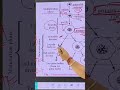 Biology 👉 Oogenesis#education #shorts #sir #spoken #fluentenglish #1 #biology