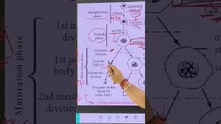 Biology 👉 Oogenesis#education #shorts #sir #spoken #fluentenglish #1 #biology