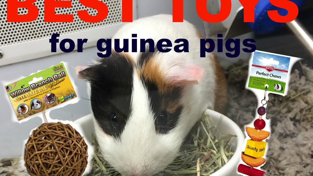 BEST GUINEA PIG TOYS!!!(my favorite) YouTube