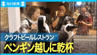 クラフトビールレストラン ペンギンを見ながら乾杯　静岡・沼津