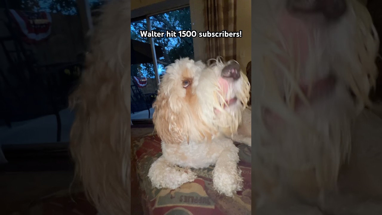 Thank you for 1500 subscribers!