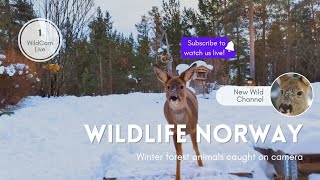Norway 🇧🇻🏔️❄️ Winter Wildlife at the Bird Feeder | Deer &amp; Birds🦌🐦‍⬛🐦 | Real Forest Sounds 🎶 #deer 