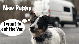 How to keep your puppy from destroying your van. by VanToBike 902 views 4 years ago 8 minutes, 58 seconds