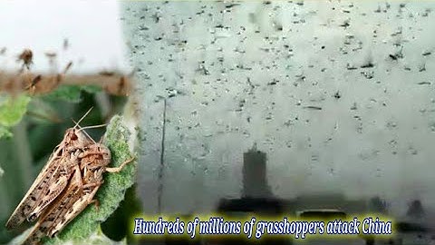 Hundreds of Million Grasshoppers attacked wuhan city in China - what is this sign?