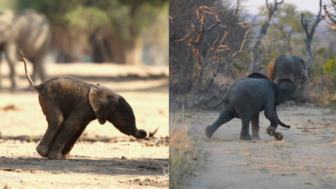 FORGET CATS! These Baby Elephants That Will Instantly Make You Smile