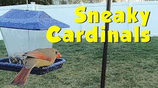 Sneaky Cardinals by Just Ohio Birds 4 views 1 month ago 15 minutes