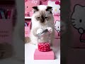 hungry cat